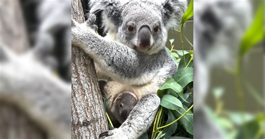 Un-bear-ably cute: Palm Beach Zoo celebrates birth of its first-ever koala joey