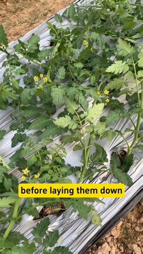 47K views · 676 reactions | Tomato planting tips. | Ramos Mark | Facebook