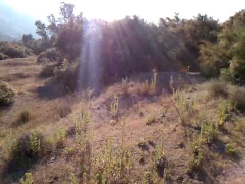 Coyote trying to eat my dog