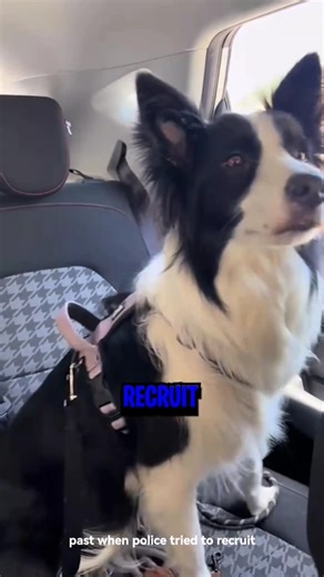 Border Collie 😬 Why Police CAN'T Use Them 🤯