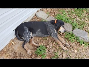 Coon Hunting with my Bluetick