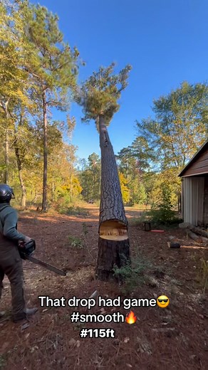 271K views · 90 reactions | #Yellow #pine #tall #timber #trees #work #jon #outdoors | C&B Tree Service | Facebook