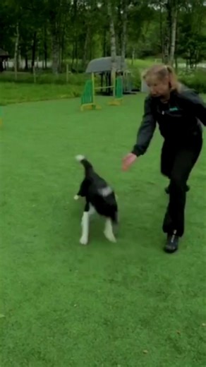 Join our 30-day Agility Challenge! Get inspired with agility training ideas, videos, challenges and more: https://www.oneminddogs.com/30-day-agility-challenge/ Be the best possible teammate for your dog! During our 30-day challenge we’ll send fun agility lessons, challenges and training tips to your inbox every few days. These challenges will help you build a great connection with your dog while gaining strong agility skills, increasing confidence and experiencing all aspects of the OneMind Dogs