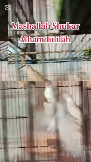 Fawan Java Possible Split Fawan Pastel Chicks Available #mab_aviary_karachi