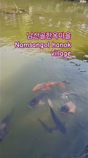#남산골 한옥마을🏘 #서울여행#남산#필동 #전통혼례#Namsangol hanok village #seoul trip#Namsan #korea traditional#Pil_dong