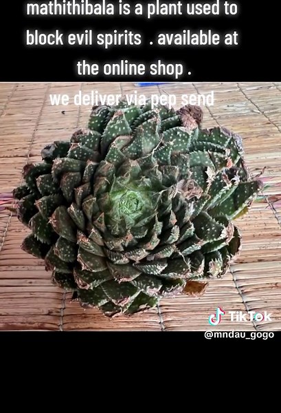 Matthihelba Plant: Block Evil Spirits with This Succulent