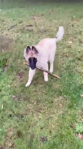 Loki is loving life…😍 #dog #puppies #dogs #puppydog #pet