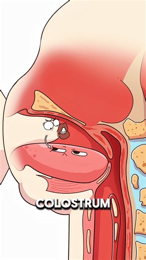 Why Mom’s Breast Milk Changes Color 😱..!!#health #animation #fypシ #funny #2dshow #shorts