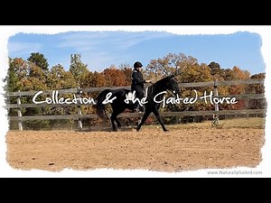 Collection and the Gaited Horse #tennesseewalkinghorse