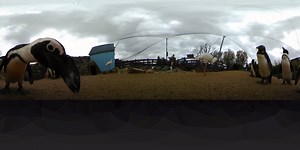 Did you know that today is World Penguin Day!? To celebrate here's a 360 video of the brilliant penguins at Banham Zoo, thoroughly enjoying their award winning enclosure! | EDP 24