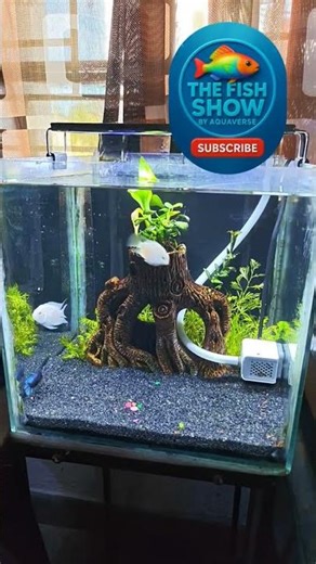 Creating a Stunning Polar Parrot Planted Aquarium #thefishshow #fish #fishtank #aquarium