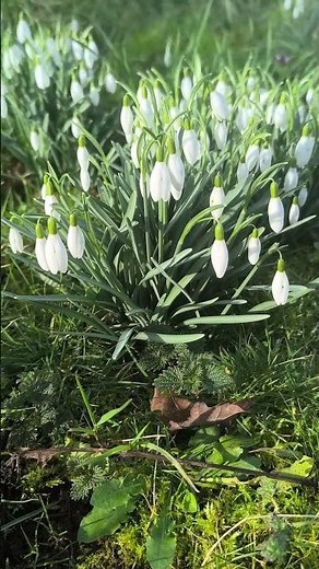 The Snowdrop: the first flower of the year… and nobody really knows why