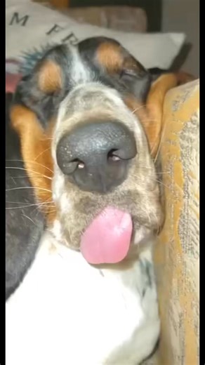 Catch’n some good 💤’s | Dilley’s Country Bassets