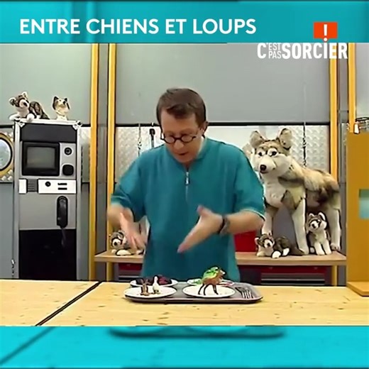 Où trouve-t-on des loups ? Et que mangent-ils ? | C'est pas sorcier