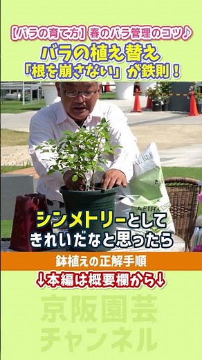 [How to Grow Roses] Let’s Try Repotting! / #roses #rose #shorts