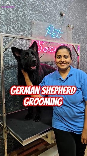 Black German Shepherd Show Grooming ✨🐕 | Ready for Pune Dog Show