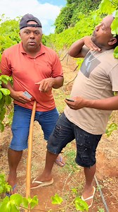 #engraçado #comedia #agro #humor #viral #comida | barriga de aluguel