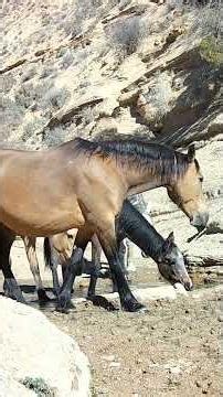 Foal Watch at the Seep— Eight’s Band on High Alert #wildhorses #wildlife #horse #coloradowildhorses