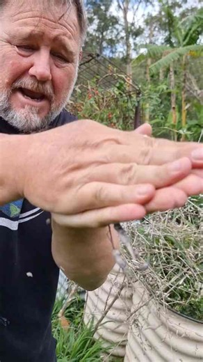 One of the Best and Biggest Radishes is Daikon