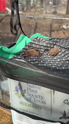 No major fallout as of yet. Eight bridge checks turned up some cold-stunned bats under Dittmar. Ten out of thirteen came back from the cold. . . #austinbats #mexicanfreetailedbats