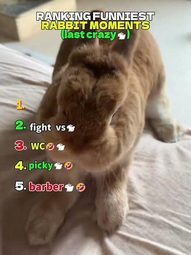 Funniest Bunny Moments 😂🐰 | Cute & Funny Rabbits