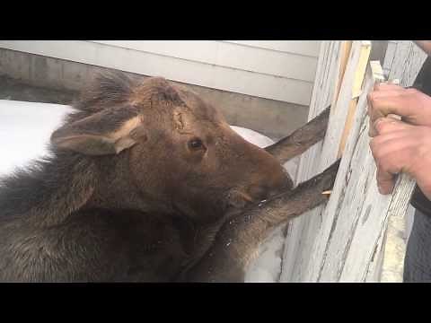 Baby Moose - caught in gate - 2014 02 10