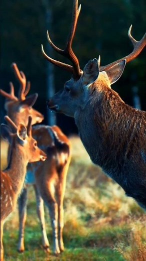 Animals Up Close! 🦁 Incredible HD footage of wild and domestic animals you won’t forget.4k hd