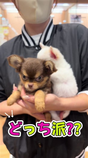 チワワのどっち派？可愛い2匹を比べる選び方のヒント