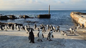 Penguins: The African Chaplin