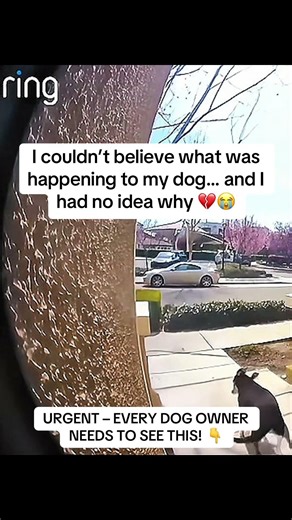 I couldn’t believe what has happening to my dog…