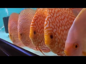 Discus Talk: CBD and THC use in the aquarium
