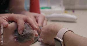 Veterinarian carefully extracting blood from a small vein in a domestic rat's body for diagnostic testing, demonstrating expertise in handling small animals and performing delicate procedures.
