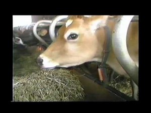 News Report On The First Open Concept Free-Stall Dairy Barn