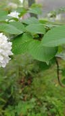 Viburnum macrocephalum bloom in spring