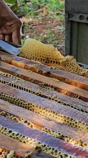 Wax remover for cleaning the body #bee #honeybeedance #honeybeesting | Phary BeeKeeper