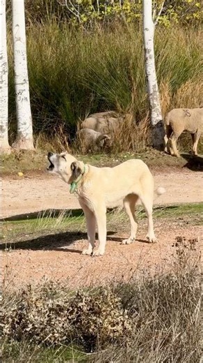 Mastín español cuidando rebaño de ovejas trashumantes #trashumancia