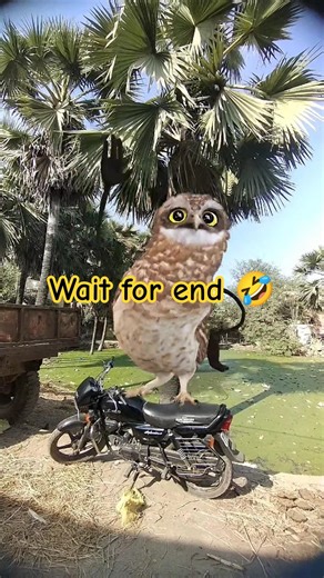 Funny Owl Dance 😍 | Dancing Owl 🦉/#owldance #funny #shorts