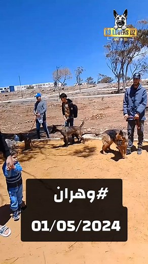 MB k9 Lovers Dz sur TikTok