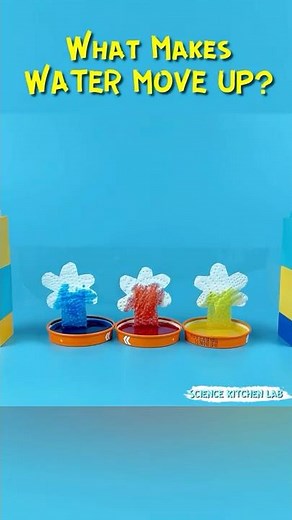 Science Experiment | How Do Plants Drink | Capillary Action #experiment #science #diy