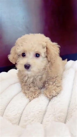 Our new Maltipoo puppy is serving nonstop cuteness and stealing hearts everywhere! 🐶💕
