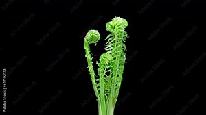 Matteuccia or Ostrich Fern Grows in Time Lapse on a Black Background. Young Edible Leafs of Fern Matteuccia Struthiopteris. General View of Plant in Early Spring and Young Green Frond
