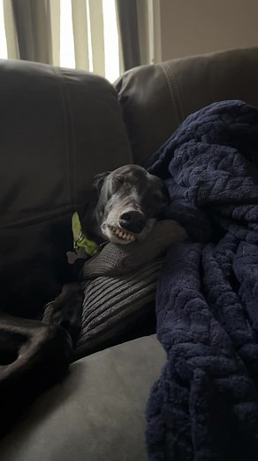 Cozy Greyhound Dog Resting on Couch