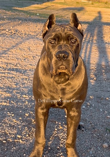 Grey male Cane Corso puppy🔥 #canecorso #puppy #puppies #dog #dogs