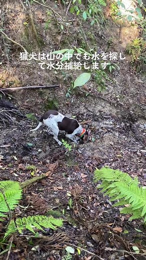 #いぬすたぐらむ #イヌスタグラム #犬 #子犬 ＃ポインター #イングリッシュポインター #ペット #全猟 #ハンター #猟犬 #第7グループ #館山 #ブリーダー直販 #自家繁殖 #JKC #千葉 #パートナードッグ #犬好きと繋がりたい #房州ヤマヒロ犬舎 #保護犬 ＃イングリッシュセター