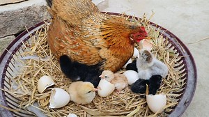 18K views · 595 reactions | How to Hatch Chicken Eggs at Home Backyard Chicken Egg Hatching cute chicks Colorful OMG殺❤️ | Animals Life | Facebook