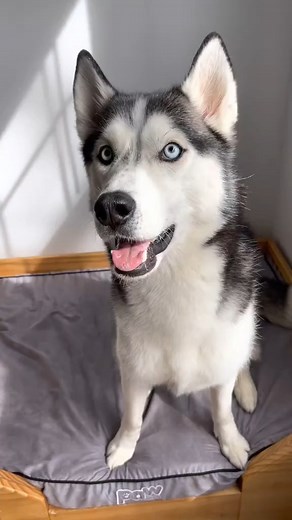 its getting loud up in here #husky #dog #huskies | The Husky Moon