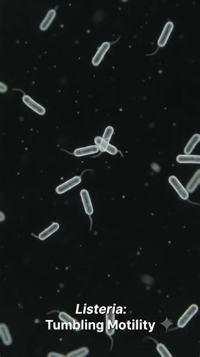 Types of motility in bacteria under microscope .