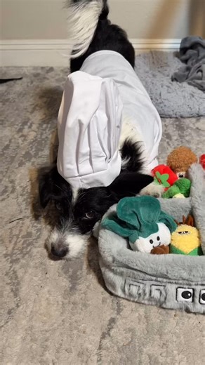 Penny Corgipoo on Instagram: "My restaurant, my rules, my prices. Customers cannot barge in and demand for things without proper compensation! #sassydog #funnydog #cute #playtime #dogplaying #dogtoys #foryou"