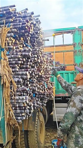 Harvesting and Preparing Sugarcane for Sugar Production