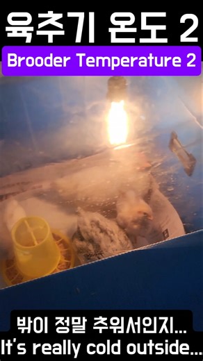 육추기 온도 2 (Brooder Temperature 2) #shorts #chicks #chicken #warm #incubator #ニワトリ#ひよこ #pollo